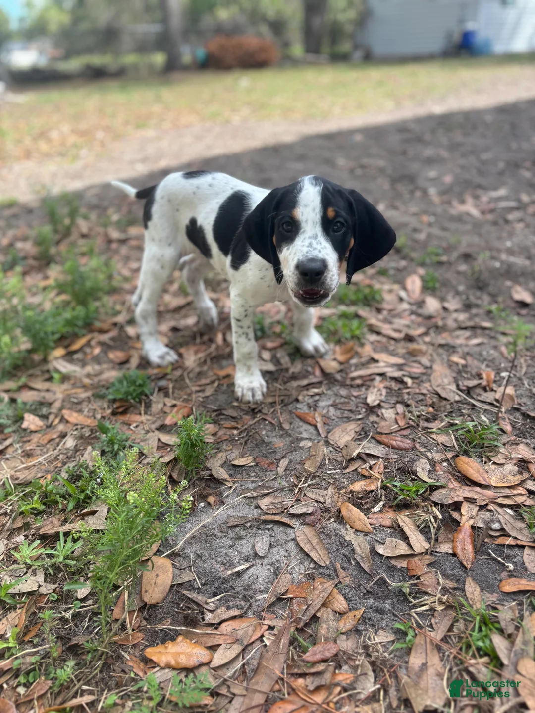 Mixed Breed dogs for sale: Mixed Breed Puppy 2 - Ad 2