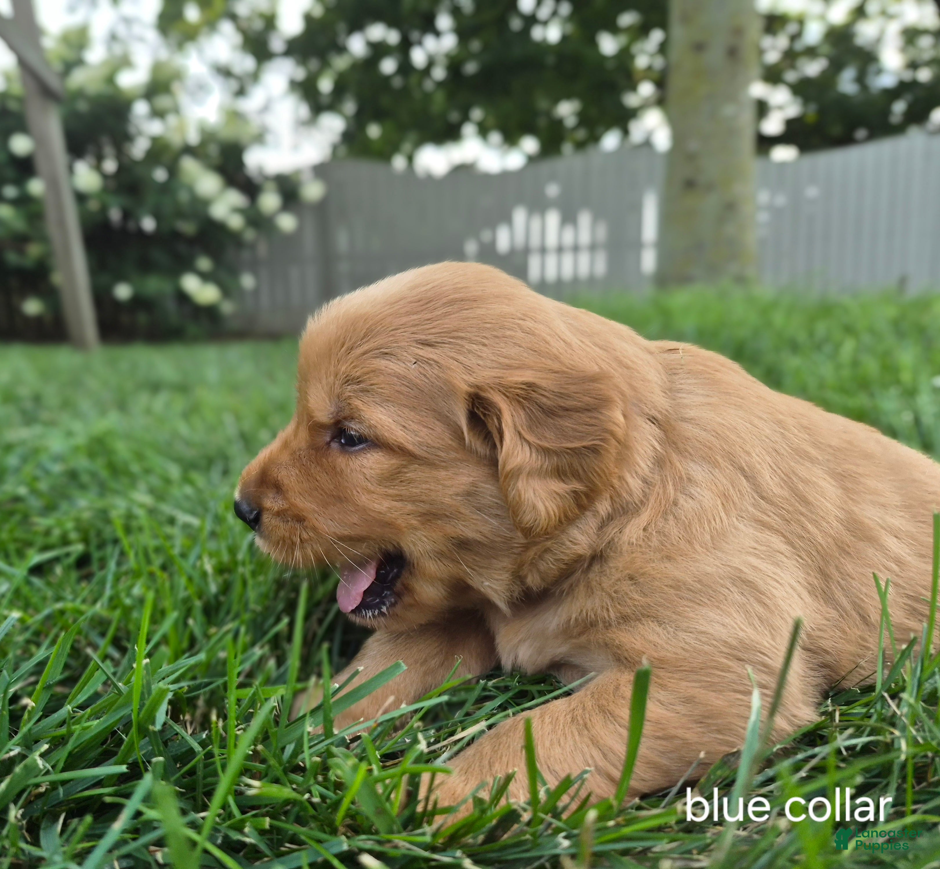 Golden Retriever dogs Tucker (Blue Collar) - Ad 1