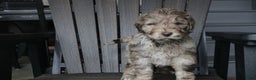 Newfypoo dogs for sale: Reni - Ad 4