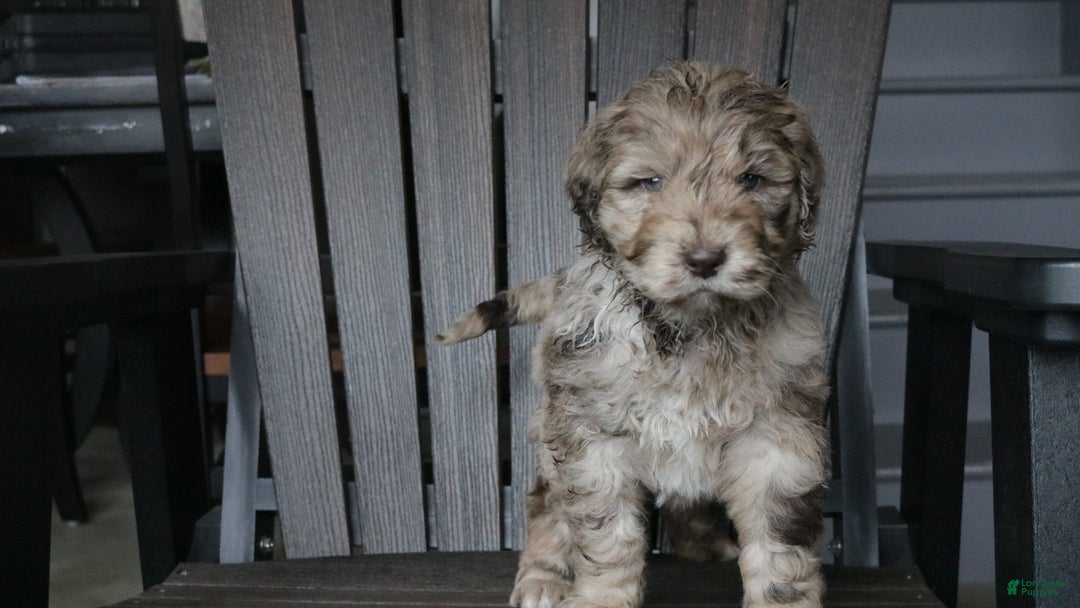 Newfypoo dogs for sale: Reni - Ad 4
