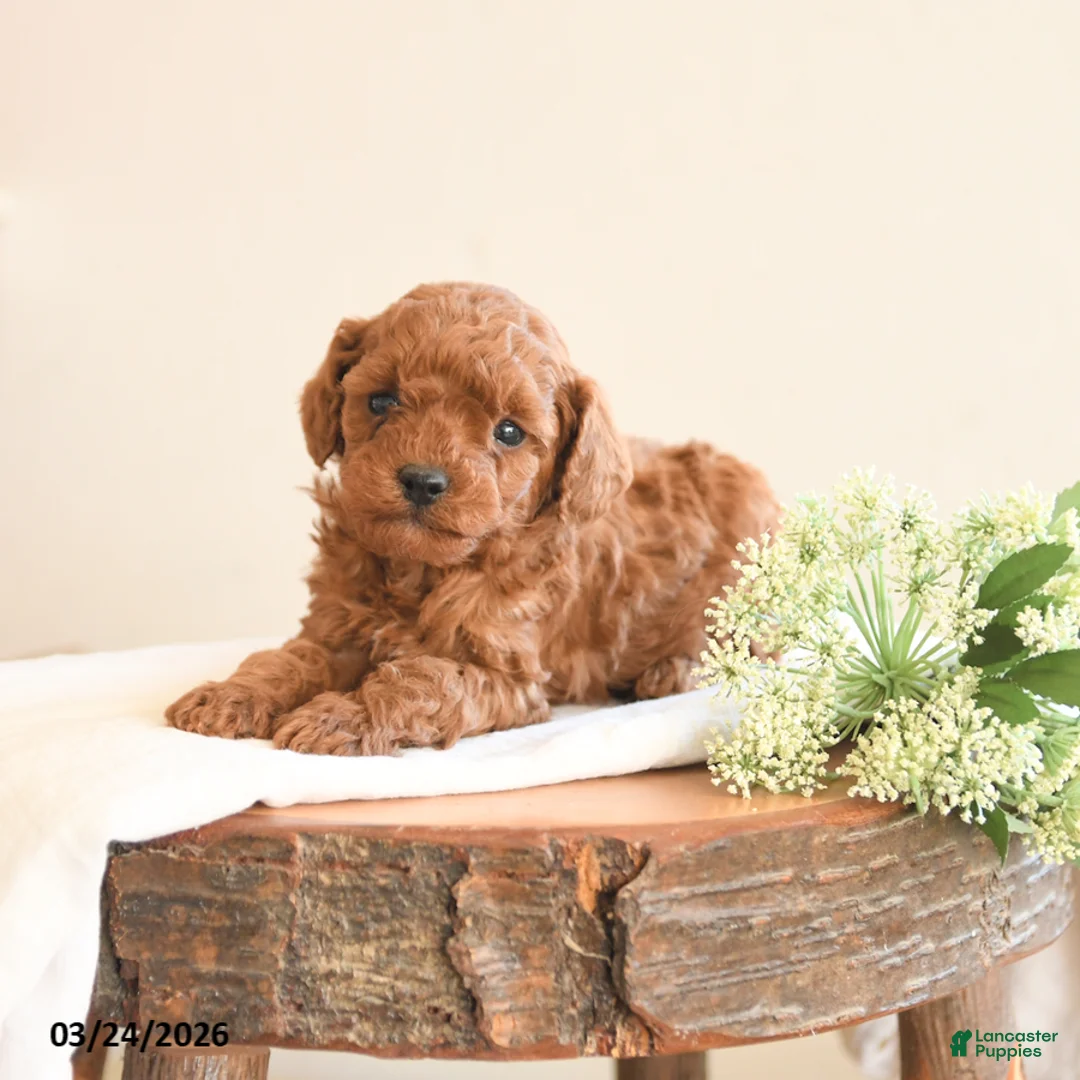 Toy Poodle dogs for sale: Tucker - Ad 3