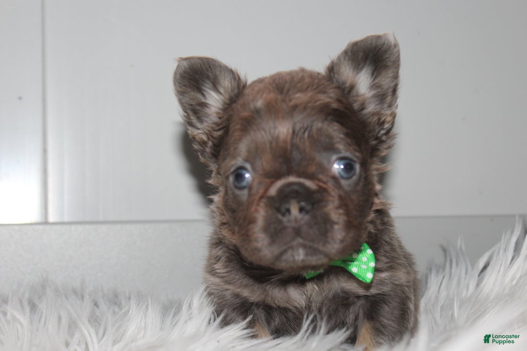 French Bulldog dogs for sale: French Bulldog Puppy 1 - Ad 9