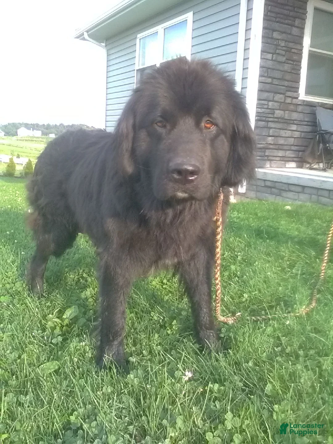 Newfoundland dogs for sale: Bear - Ad 7