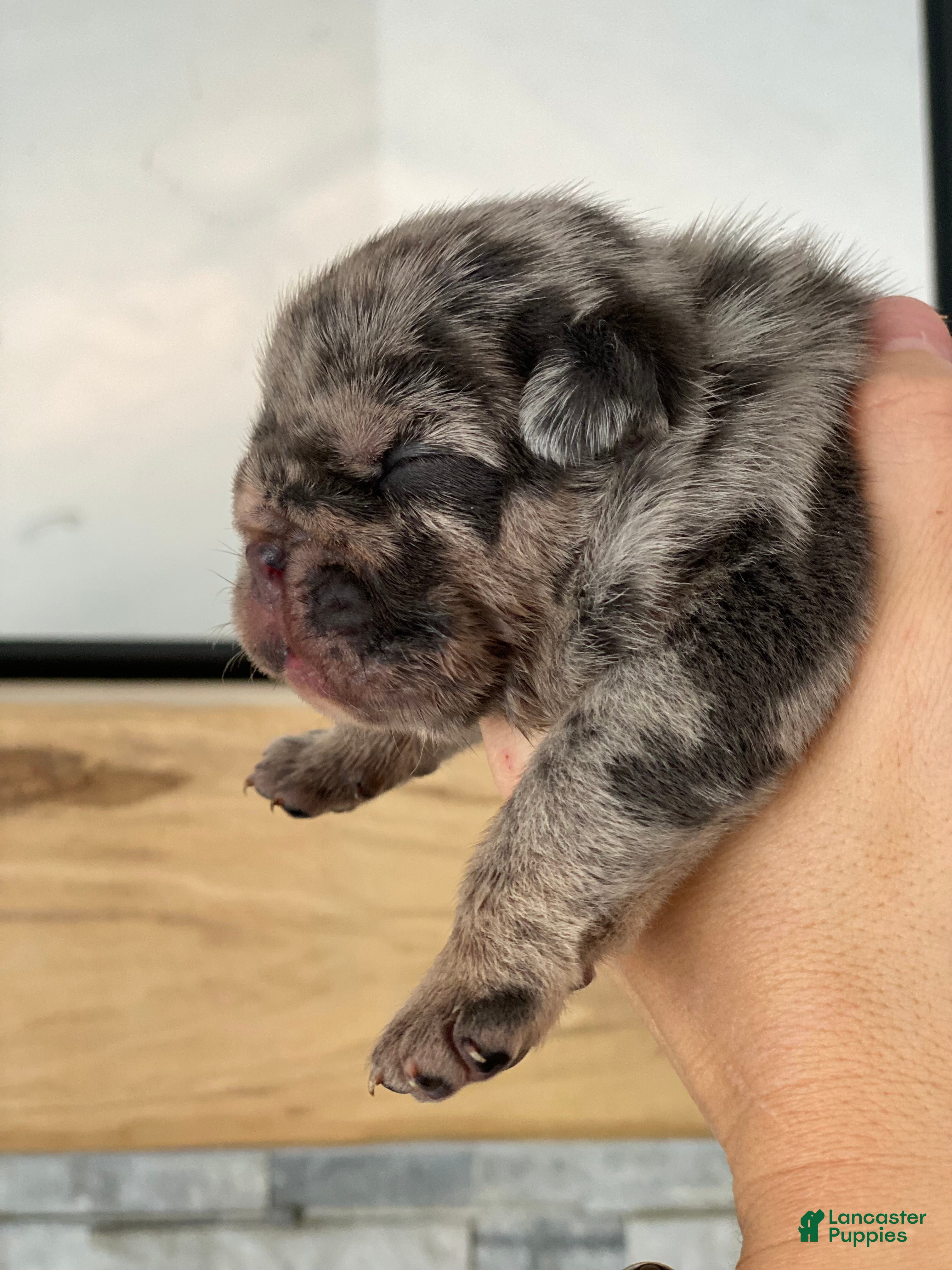 English Bulldog dogs English Bulldog Puppy 1 - Ad 42