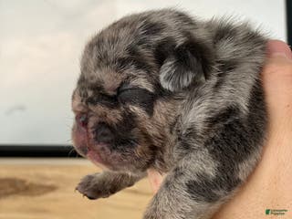 English Bulldog dogs English Bulldog Puppy 1 - Ad 42