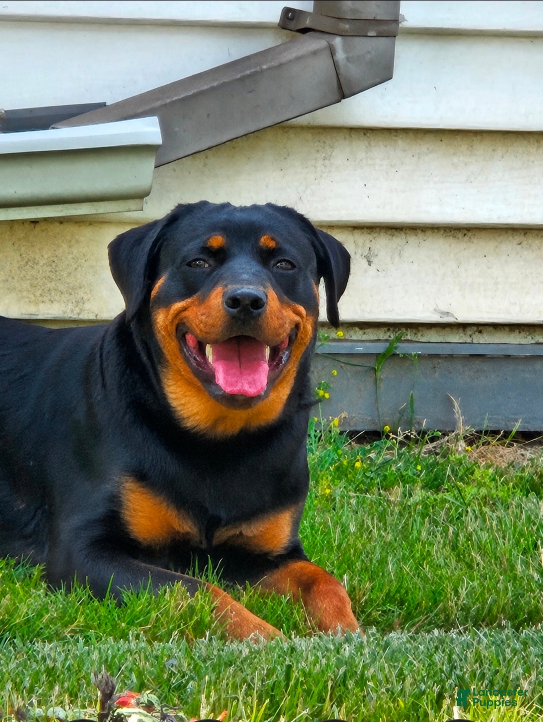 Rottweiler dogs Missy - Ad 2