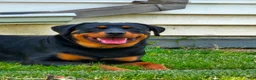 Rottweiler dogs for sale: Mia - Ad 2