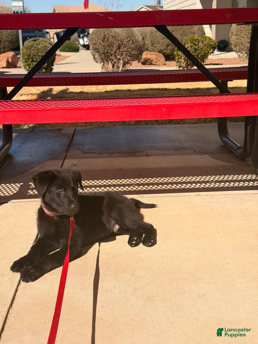 German Shepherd dogs for sale: German Shepherd Puppy 1 - Ad 1