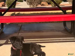 German Shepherd dogs German Shepherd Puppy 1 - Ad 3