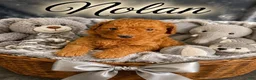 Mini Goldendoodle dogs for sale: Nolas - Ad 1