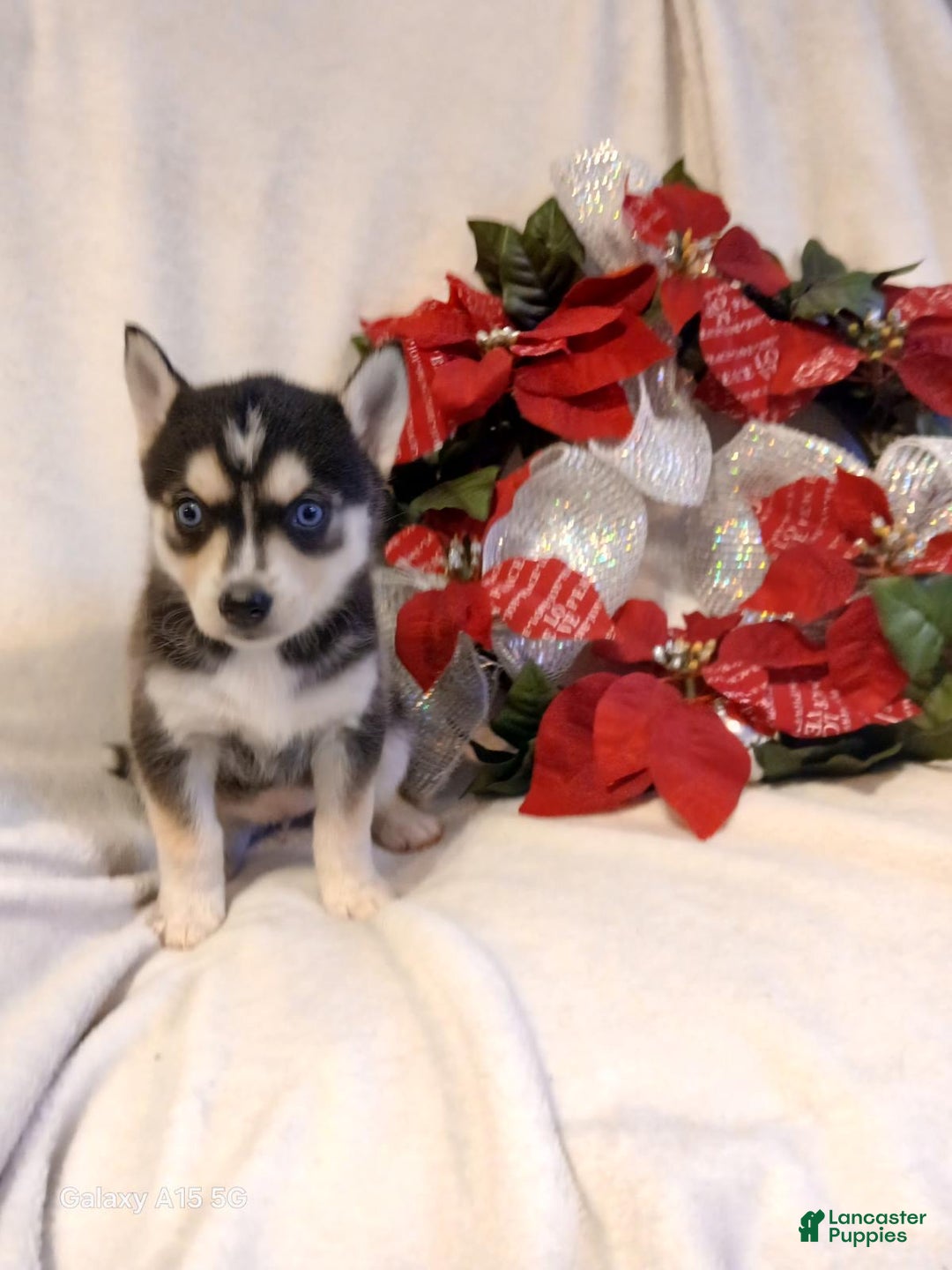 Pomsky dogs for sale: Pomsky Puppy 5 - Ad 2