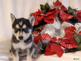 Pomsky dogs Pomsky Puppy 5 - Ad 14