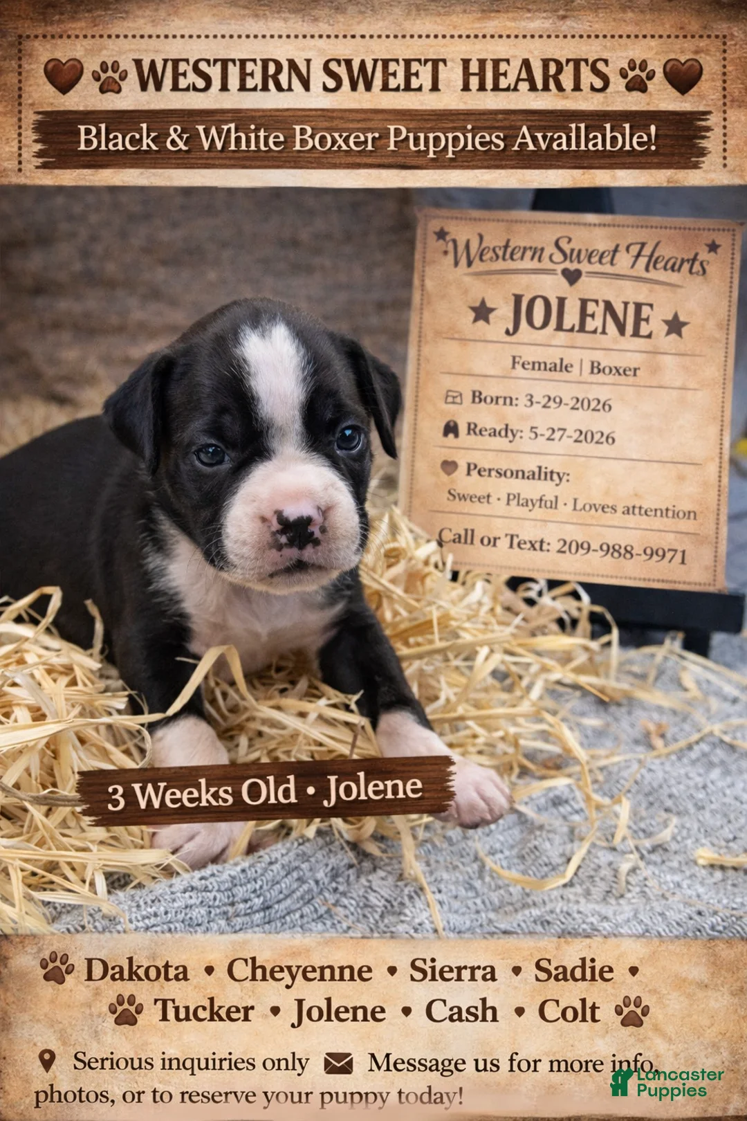Boxer dogs for sale: Jolene- Female - Ad 1