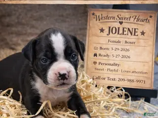 Boxer dogs for sale: Jolene- Female - Ad 4