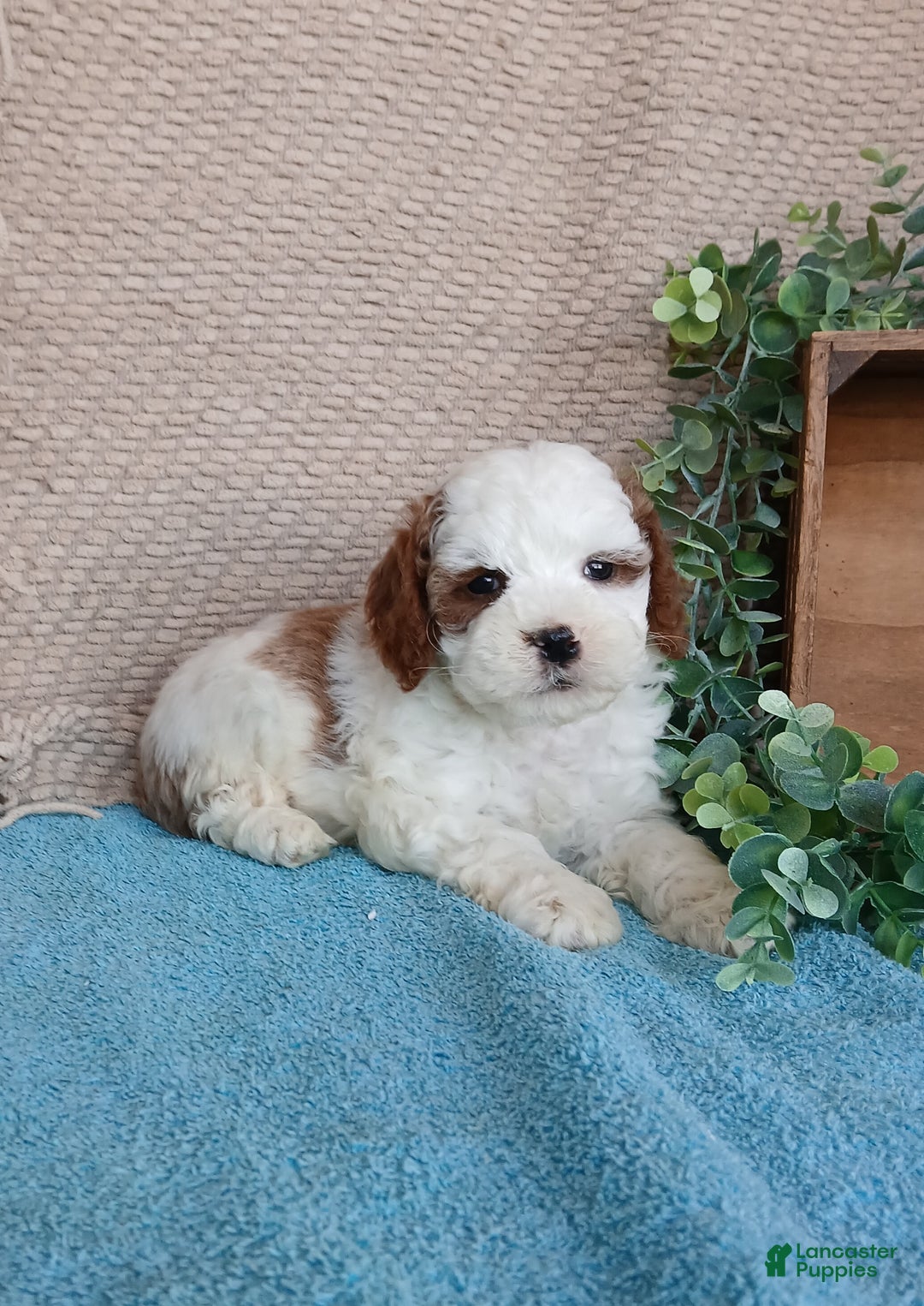 Cavapoo dogs for sale: Scott  - Ad 6