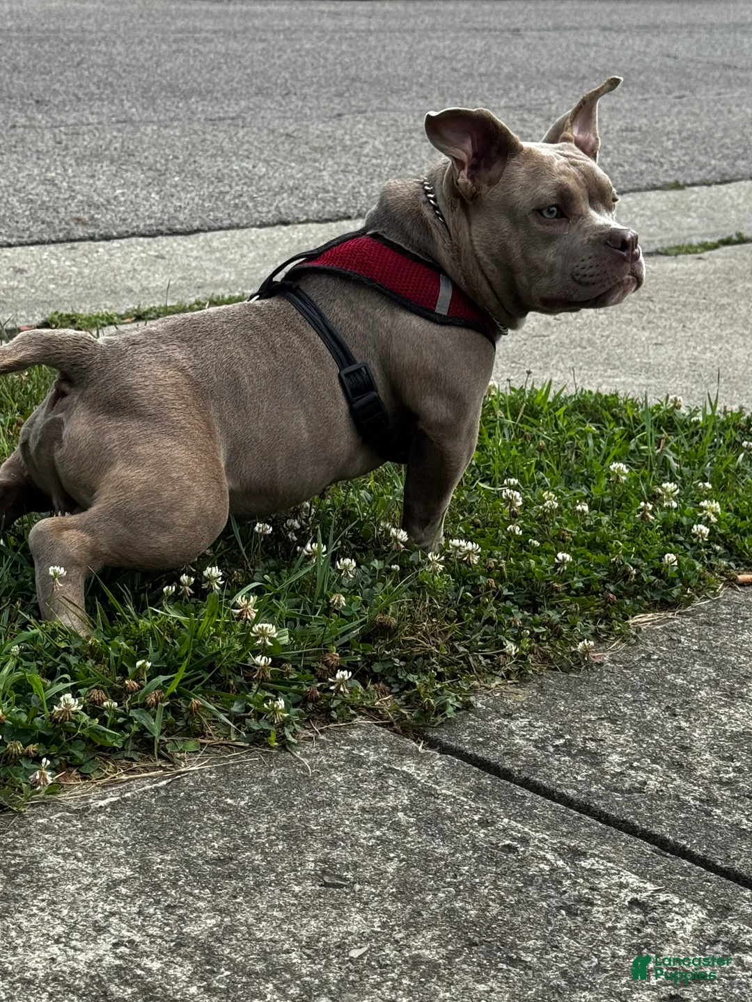 American Bully dogs for sale: Draco - Ad 2