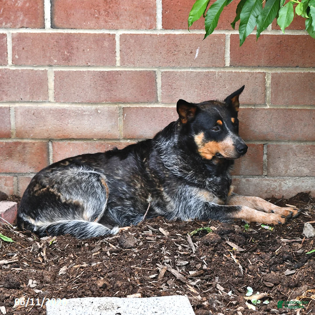 Australian Cattle Dog dogs for sale: Honey - Ad 6