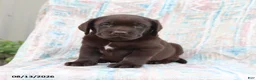Labrador Retriever dogs for sale: Jackie - Ad 3