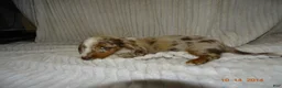 Miniature Dachshund dogs for sale: Bear  - Ad 3