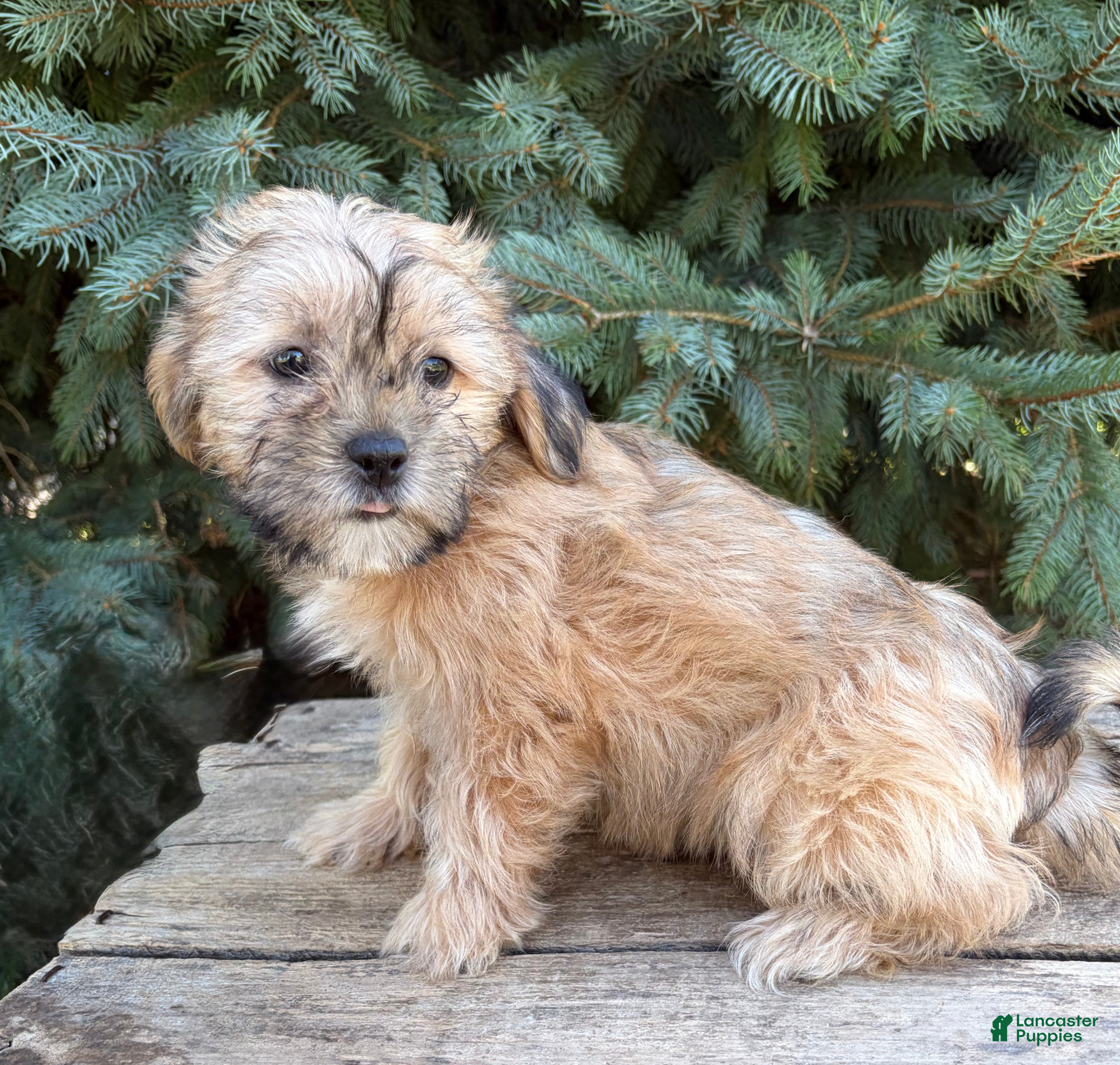 Shorkie dogs Axle - Ad 2