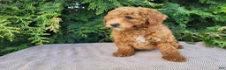 Mini Bernedoodle dogs for sale: Blake - Ad 3