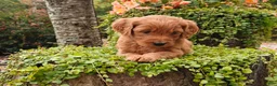 Goldendoodle dogs for sale: Cinnamon - Ad 16