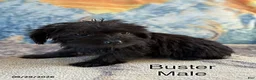 Yorkiepoo dogs for sale: Buster - Ad 2