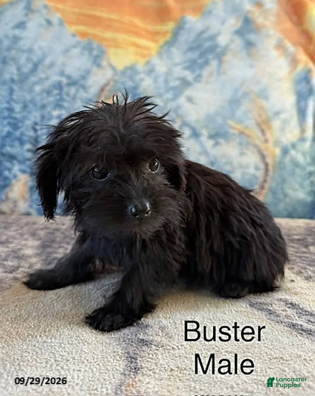 Yorkiepoo dogs for sale: Buster - Ad 2