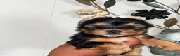 Yorkshire Terrier dogs for sale: Nemo - Ad 3