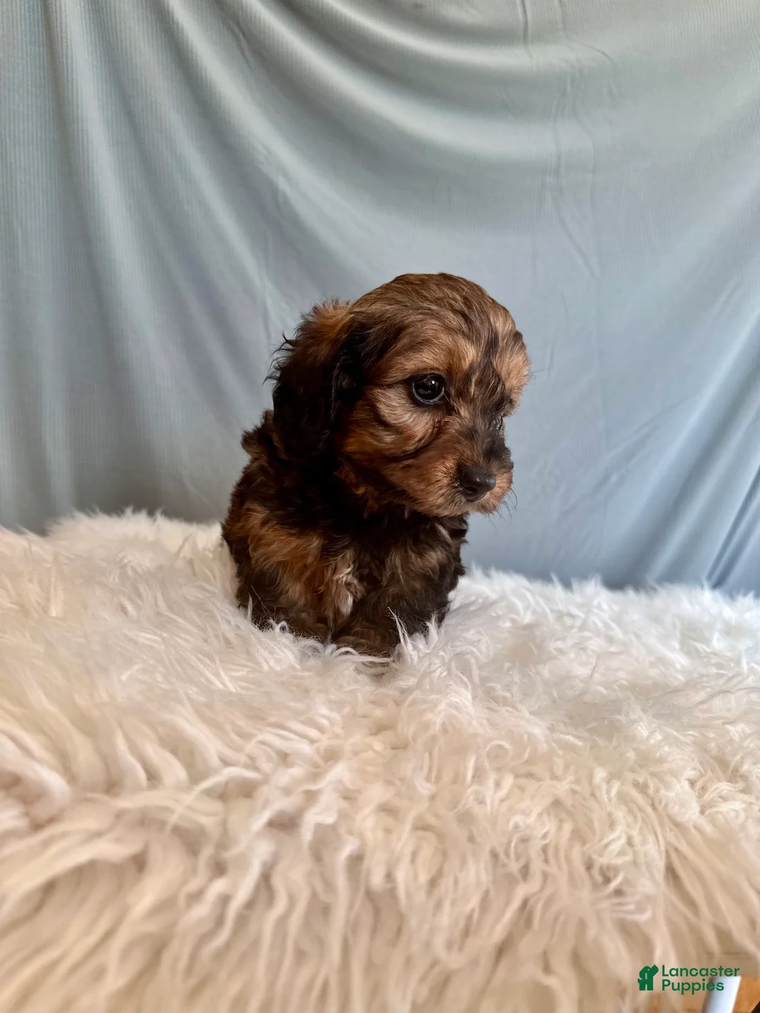 Doxiepoo dogs for sale: Tristan  - Ad 2