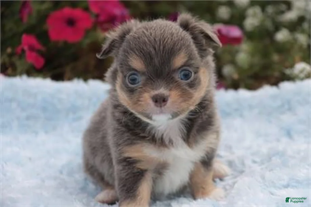 Chihuahua dogs for sale: Chihuahua Puppy 2 - Ad 2