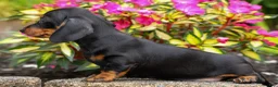 Miniature Dachshund dogs for sale: Iggy🐶  - Ad 8