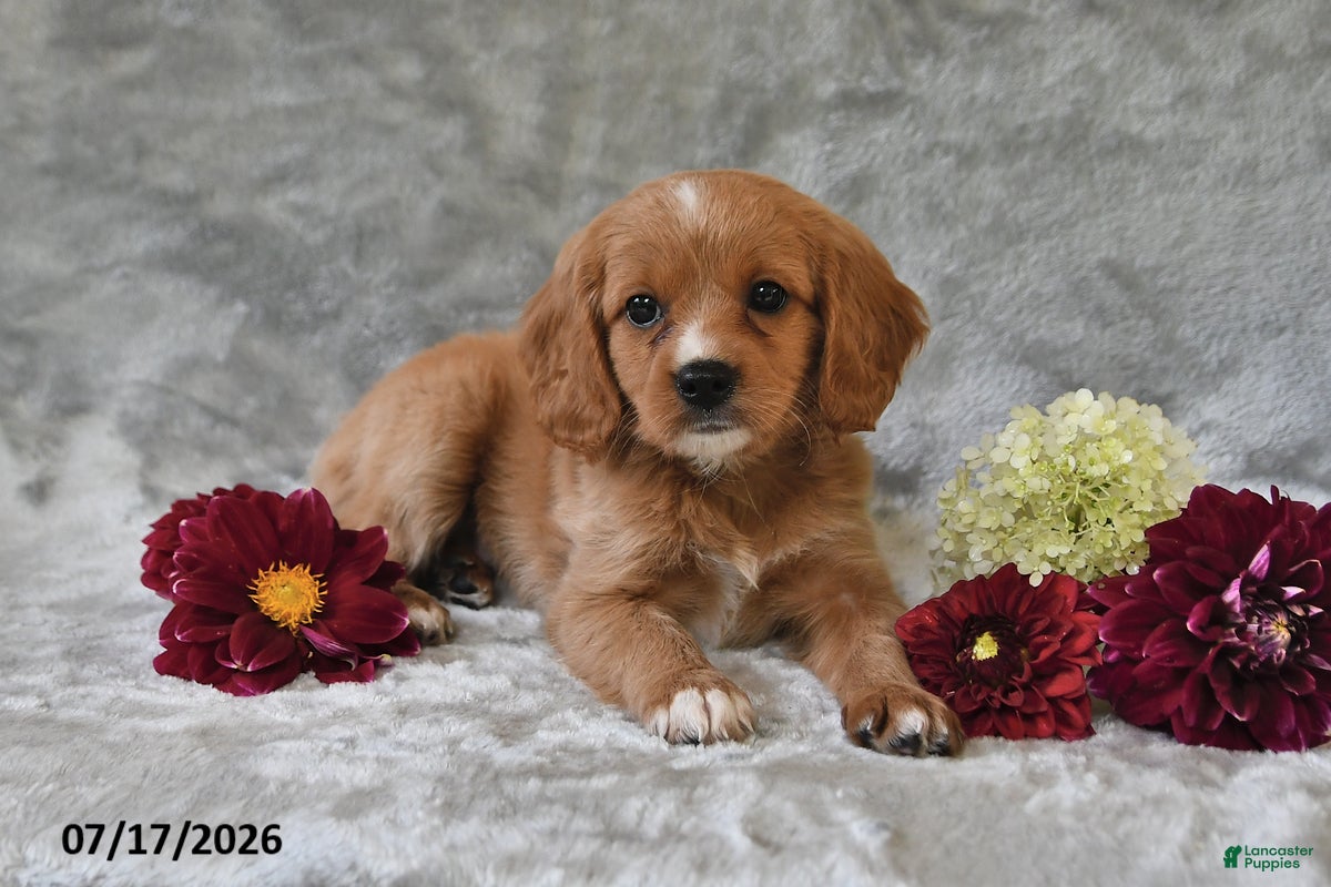 Cavapoo dogs for sale: Kyle - Ad 4