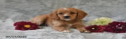 Cavapoo dogs for sale: Kyle - Ad 1