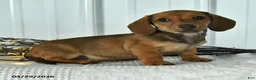Dachshund dogs for sale: Doc - Ad 4