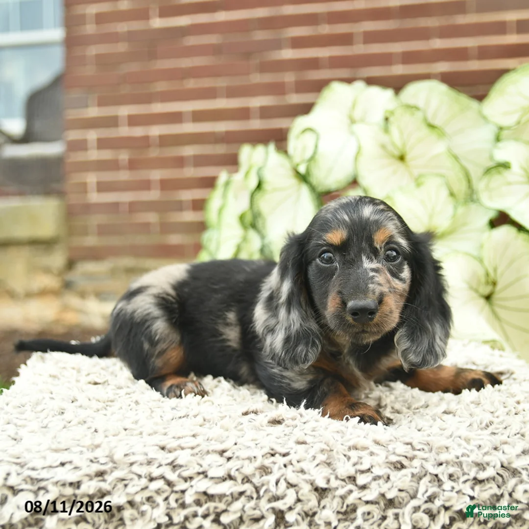 Miniature Dachshund dogs for sale: Comet  - Ad 5