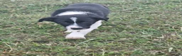 Border Collie dogs for sale: Jackson  - Ad 6