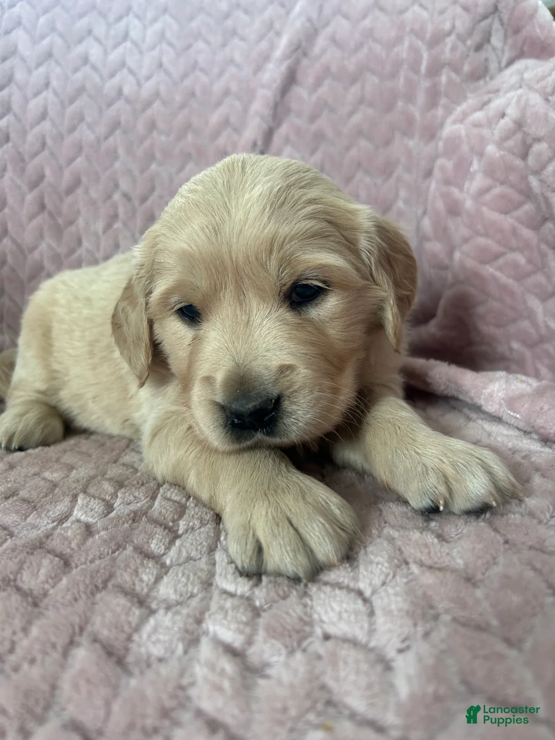 Golden Retriever dogs for sale: Poptart - Ad 5