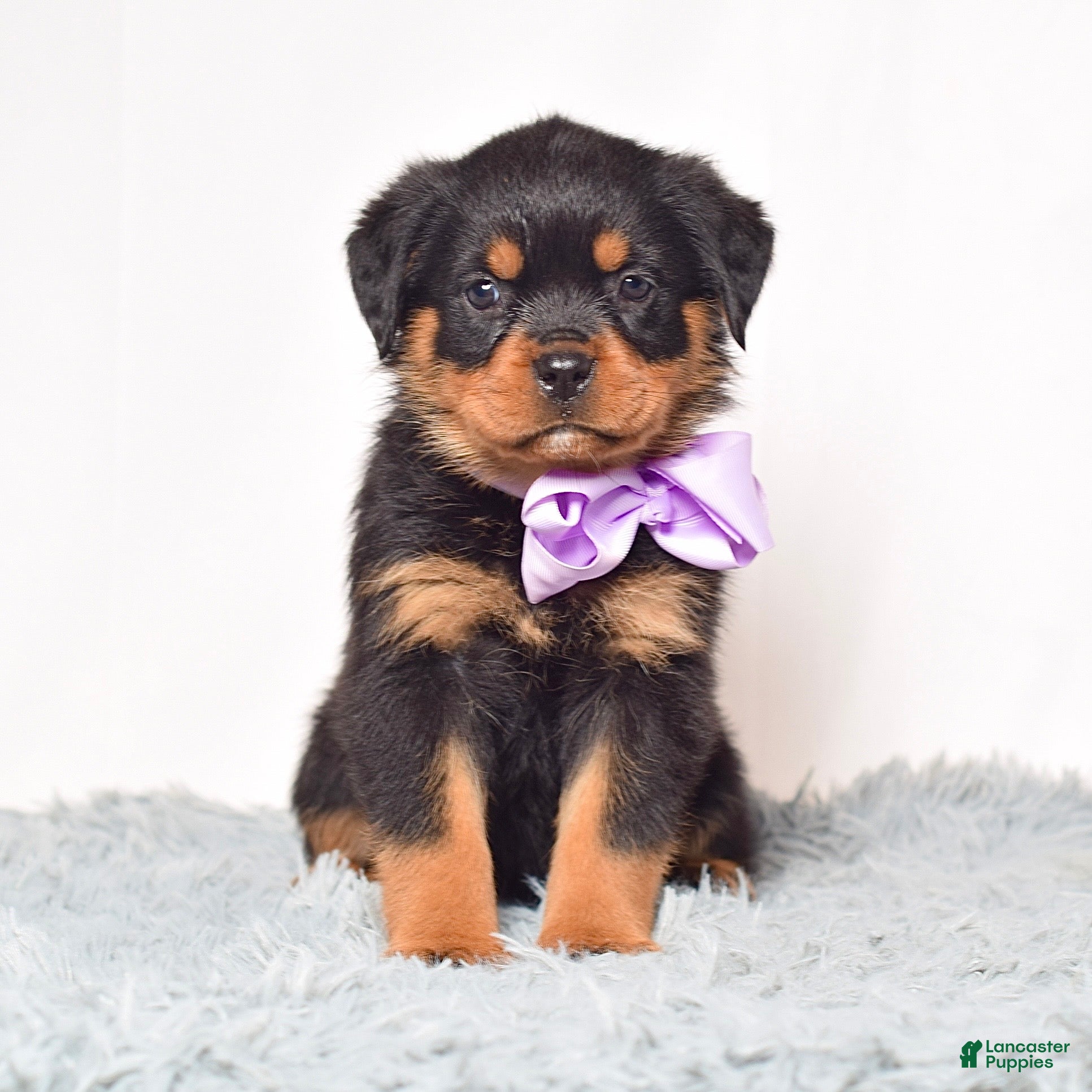 Rottweiler dogs Roxy - Ad 1