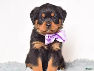 Rottweiler dogs for sale: Roxy - Ad 3