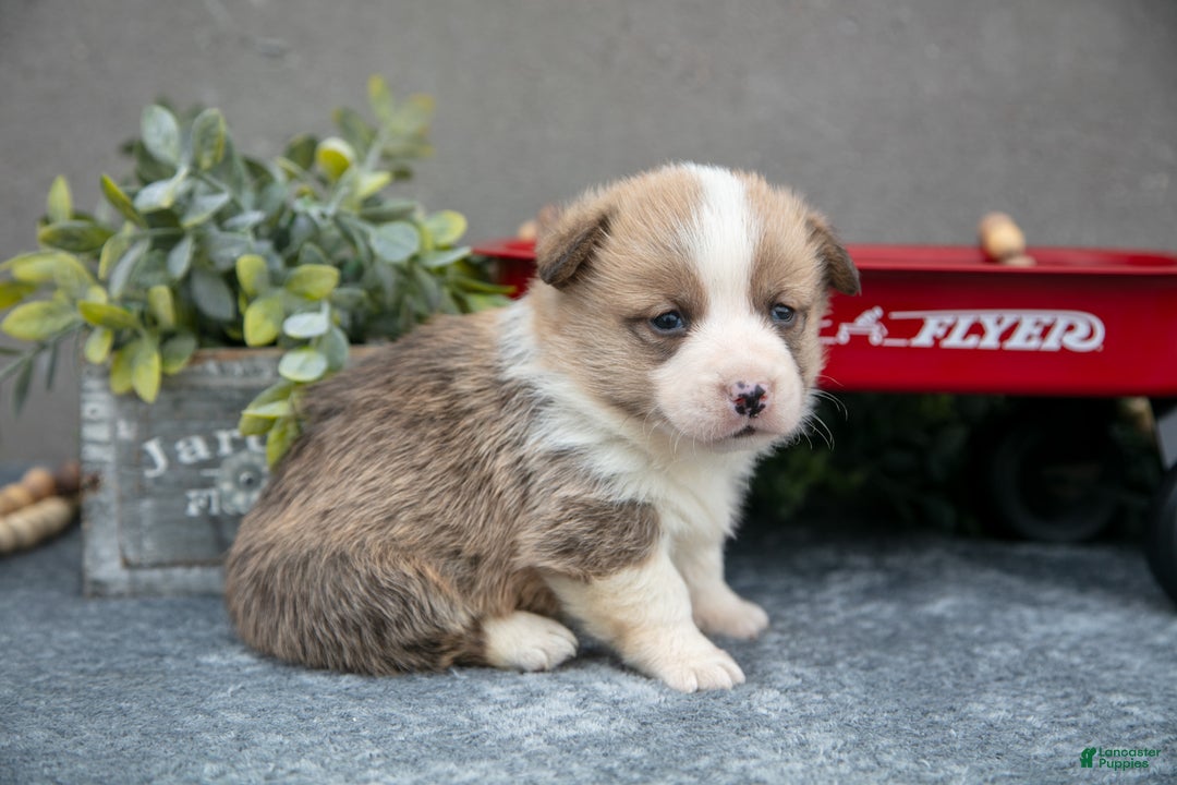 Welsh Corgi Pembroke dogs for sale: Kit Kat - Ad 2