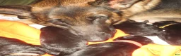 German Shepherd dogs for sale: German Shepherd 7 - Ad 14