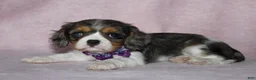 Cavalier King Charles Spaniel dogs for sale: EVEREST - Ad 4