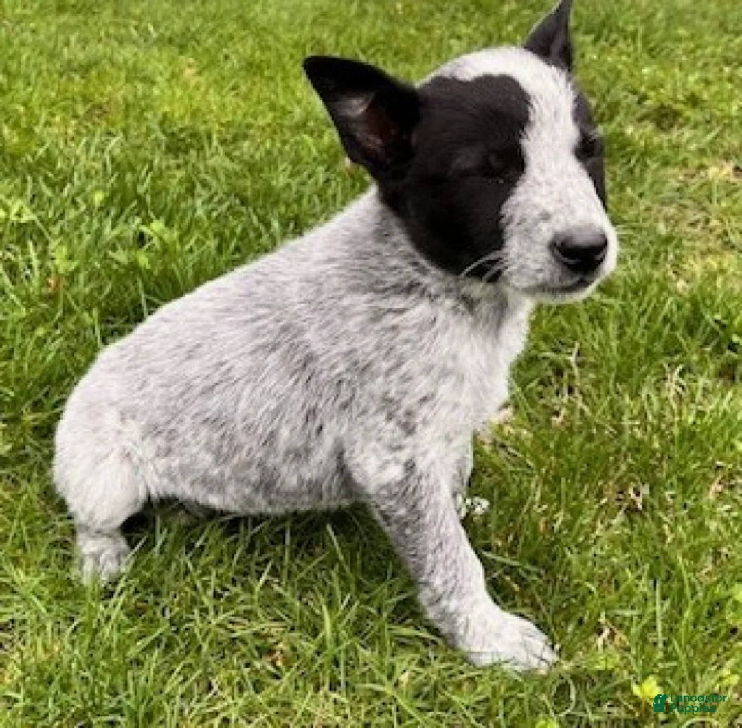 Mixed Breed dogs for sale: Rover - Ad 4