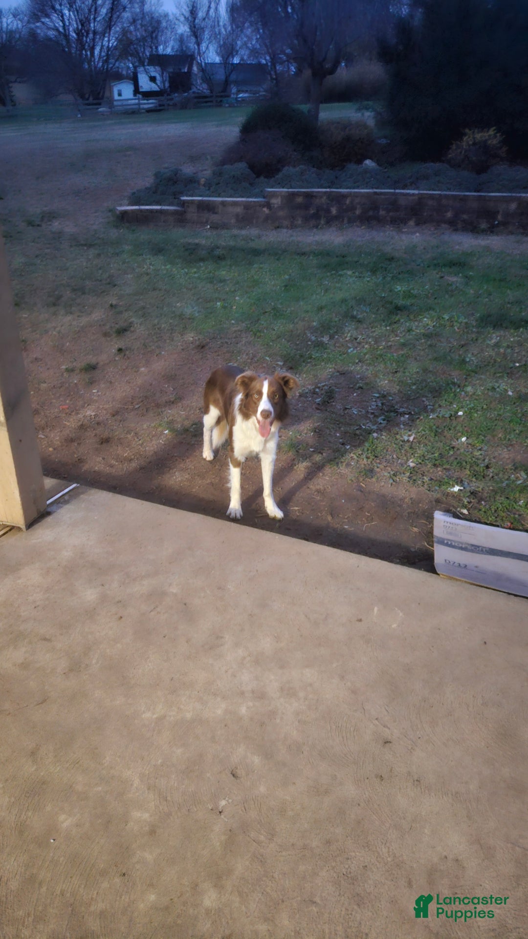 Border Collie dogs for sale: Border Collie Puppy 1 - Red - Ad 17