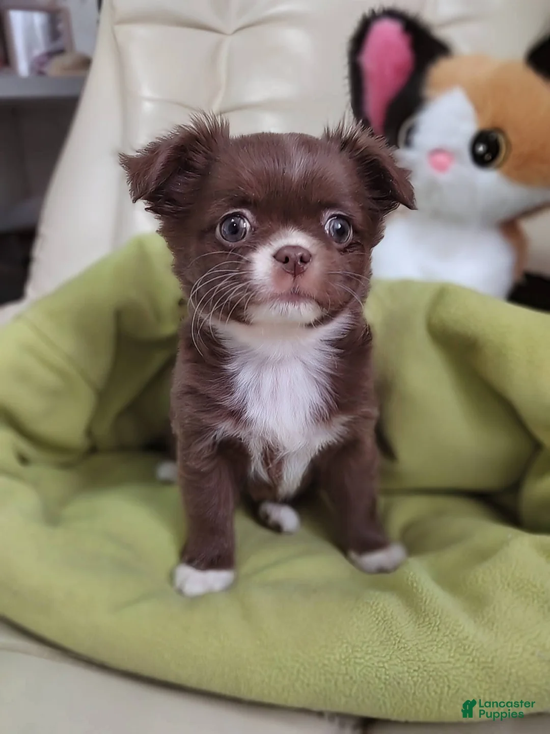 Chihuahua dogs for sale: Lily - Ad 2