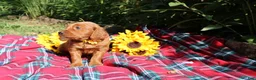 Mixed Breed dogs for sale: Summer - Irish Goldendoodle  - Ad 3