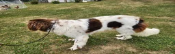 Newfoundland dogs for sale: Keira - Ad 7
