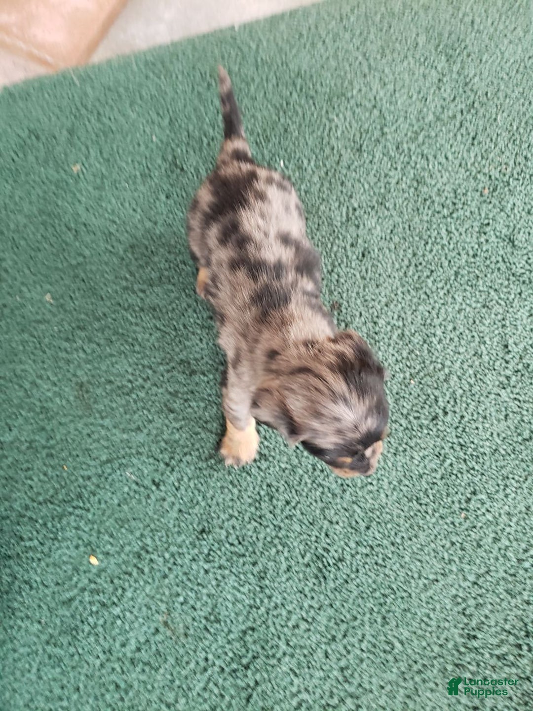 Miniature Dachshund dogs for sale: Samantha  - Ad 1