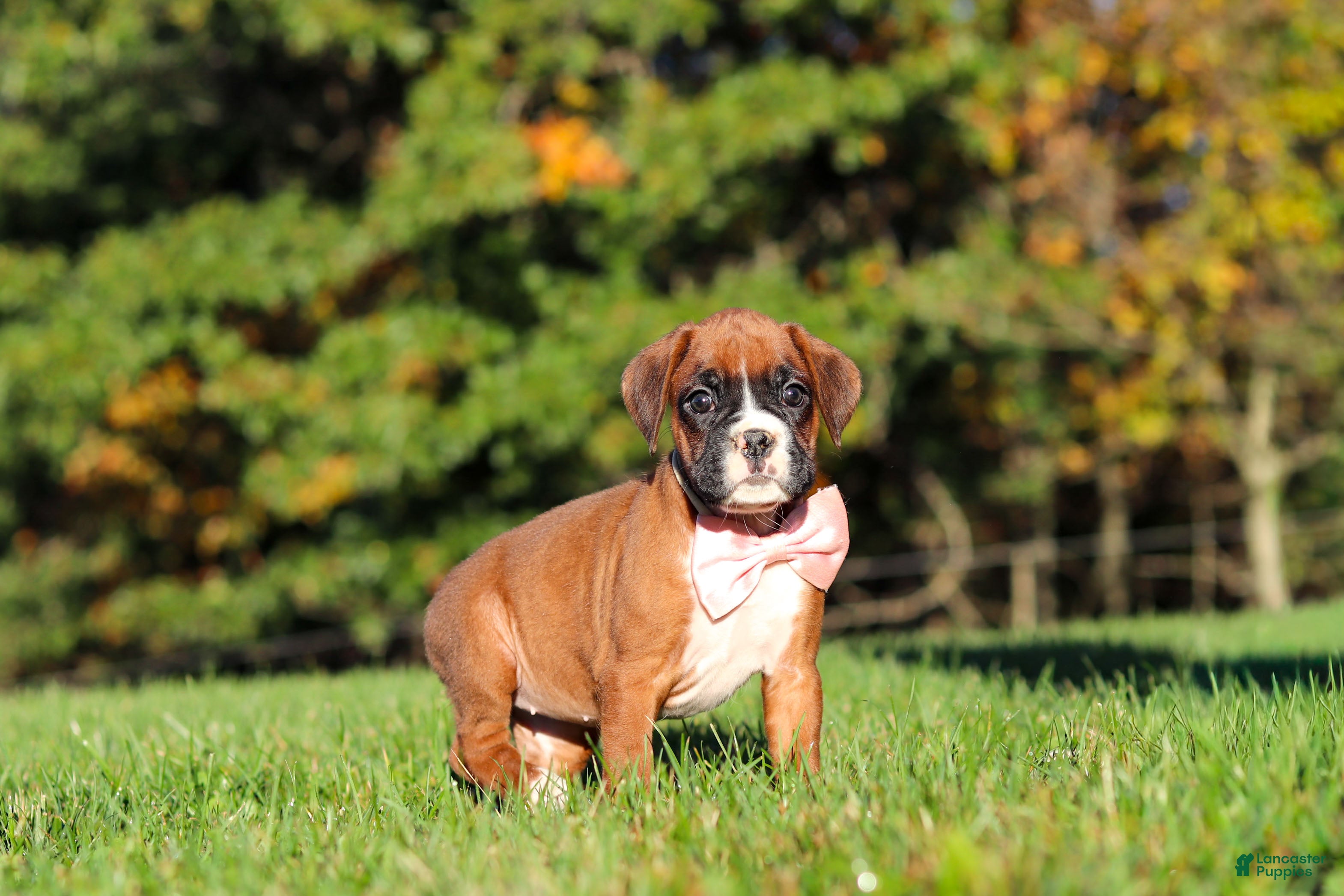 Boxer dogs Roxy - Ad 2